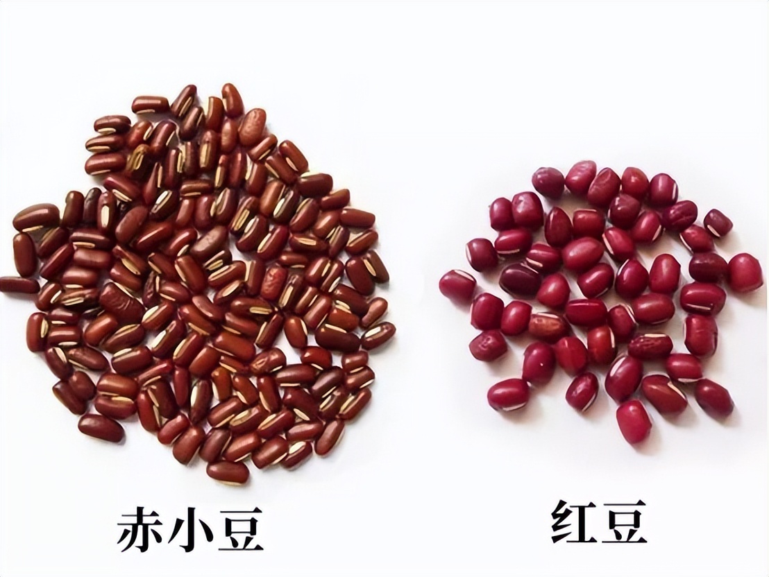 每日学一味中药丨别搞混了这个"祛湿消肿神器"——赤小豆vs红豆