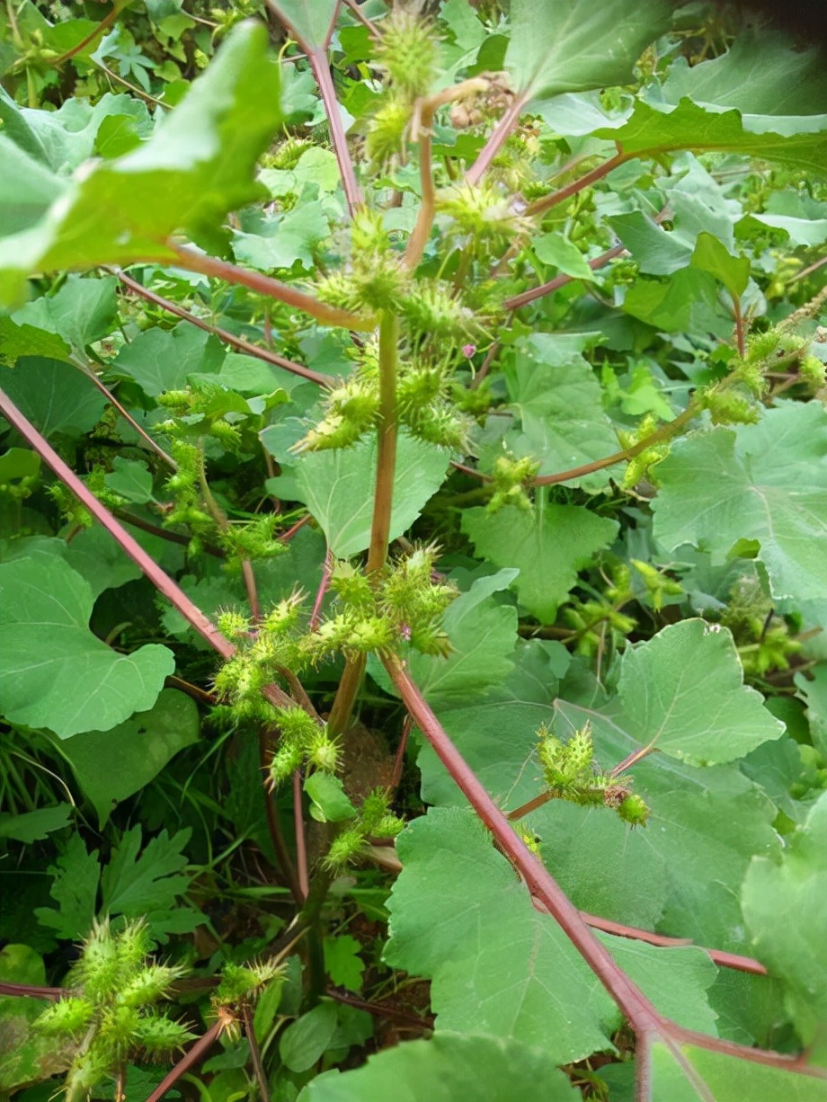 金钩子的功效与作用(农村常见到却叫不上名的植物介绍)