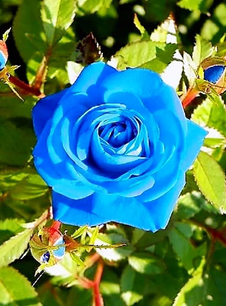 紫玫瑰花语(蓝玫瑰花语)