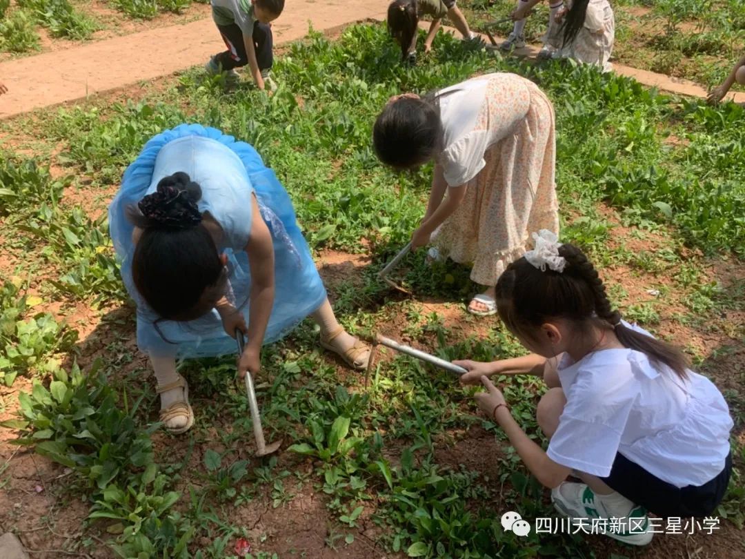 致敬最可爱的人——四川天府新区三星小学开展劳动实践周系列活动