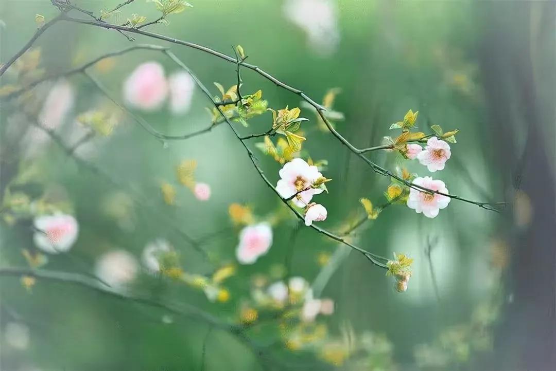 春天的精致文案 | 独特唯美简短句子。我把美好的心情挂在春的枝头