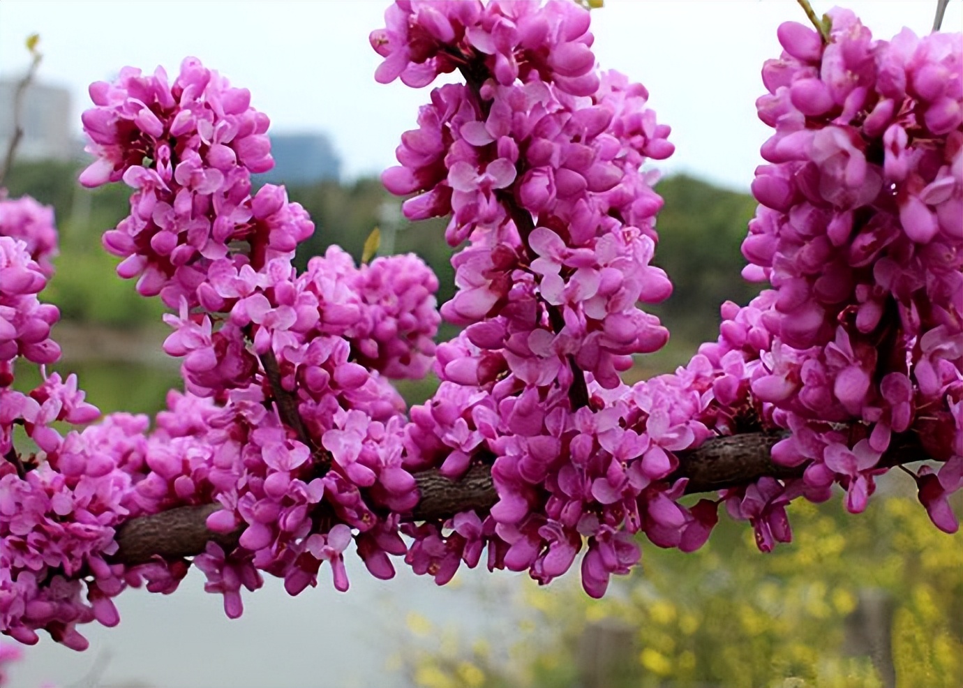 6紫荆——紫荆一树花连枝,近以手抓动辄随