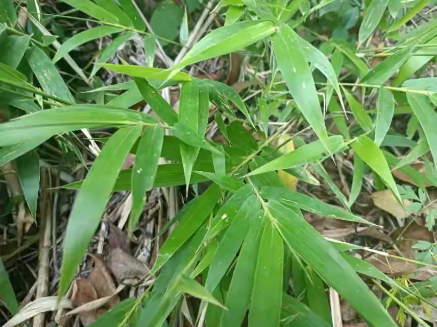 竹叶心煮水喝的功效,竹叶心是什么竹
