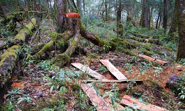 一棵几十万？19人盗伐保护植物被抓！红豆杉为何被人称为植物黄金