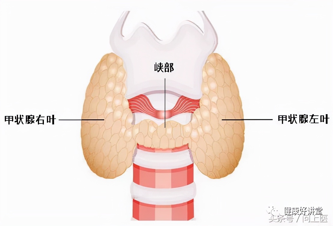 怀疑自己有甲状腺疾病，应该做哪些检查？这篇文章太全面了