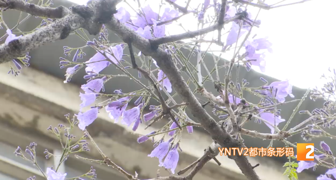 等不及了 什么时候能去 蓝花楹大道 拍美照 天天看点