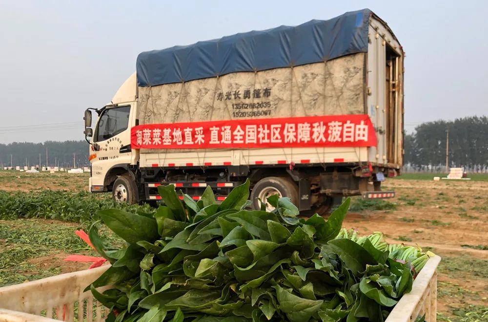 不一样的阿里淘菜菜