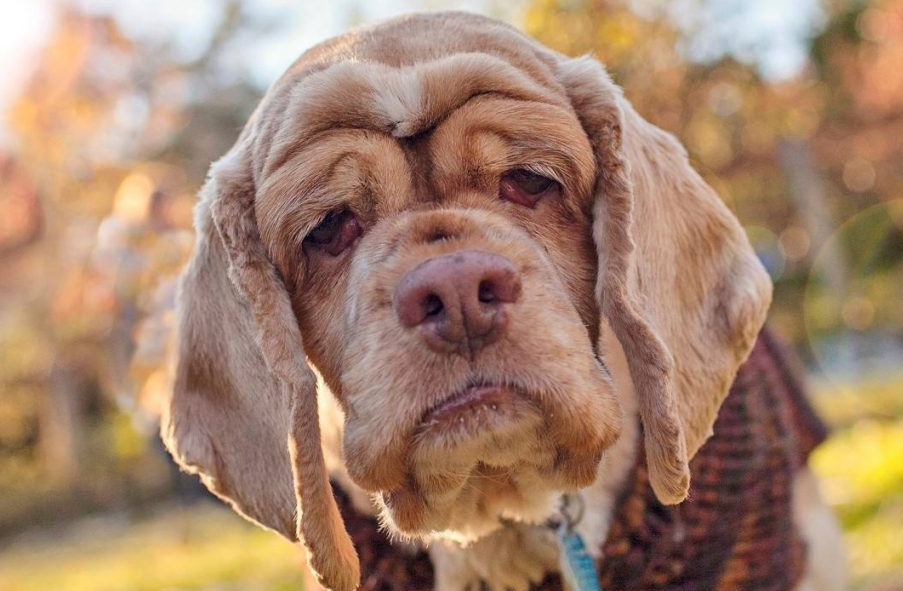 年纪大的狗狗,出现这些行为,可能"活不久"了