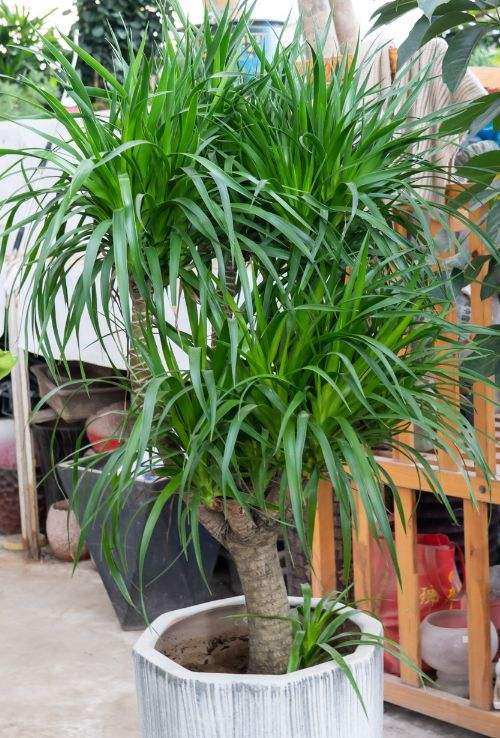 7种“洋气花”，好养又高雅，客厅一放，干净大气，旺家好运来