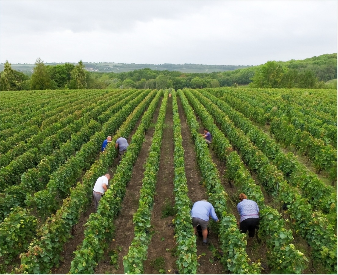 全球粮食自给率排名，法国第1美国第5，中国难道没有上榜？