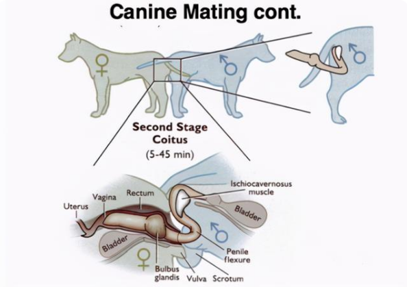 狗的生殖器结构解剖图,狗生殖系统解剖示意图片