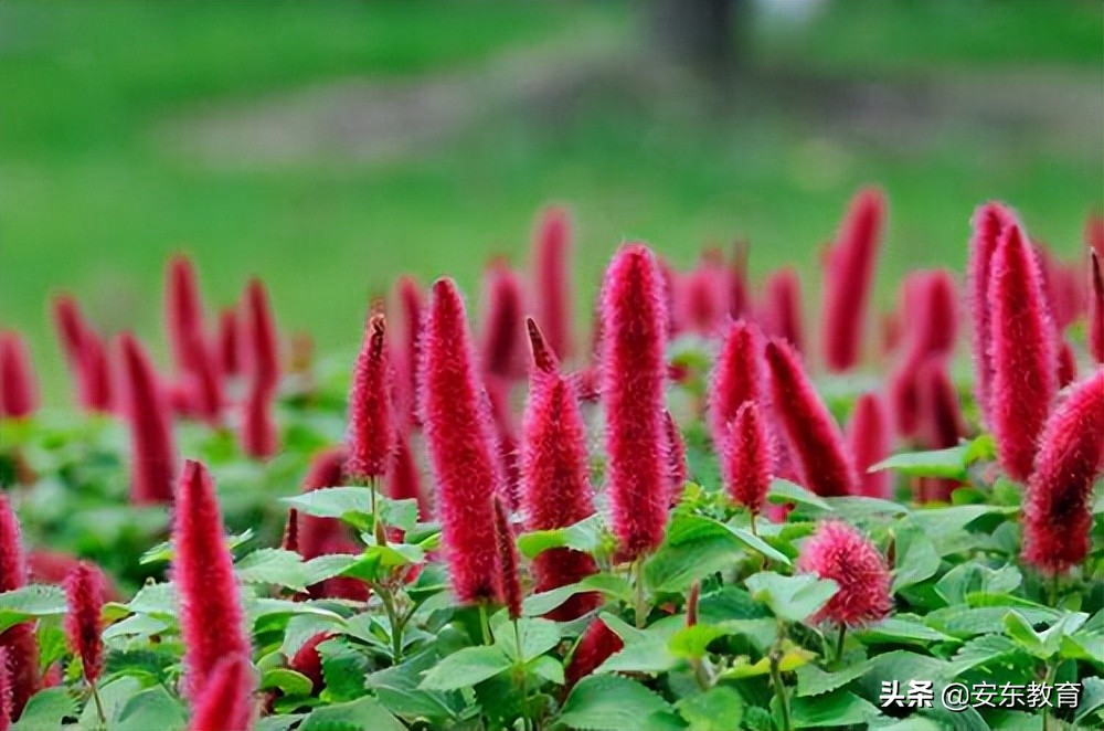 狗尾巴花,狗尾草,狼尾草,狼尾花,都长啥样?看图识植物