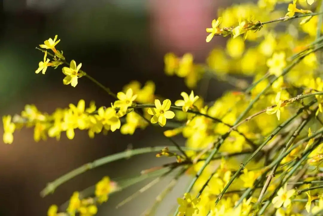 迎春花的样子（图文赏析迎春花的真正样子）