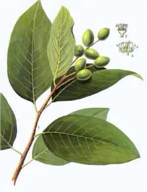 煨诃子的功效与作用(煨诃子的功效与作用五)-我的快乐小窝