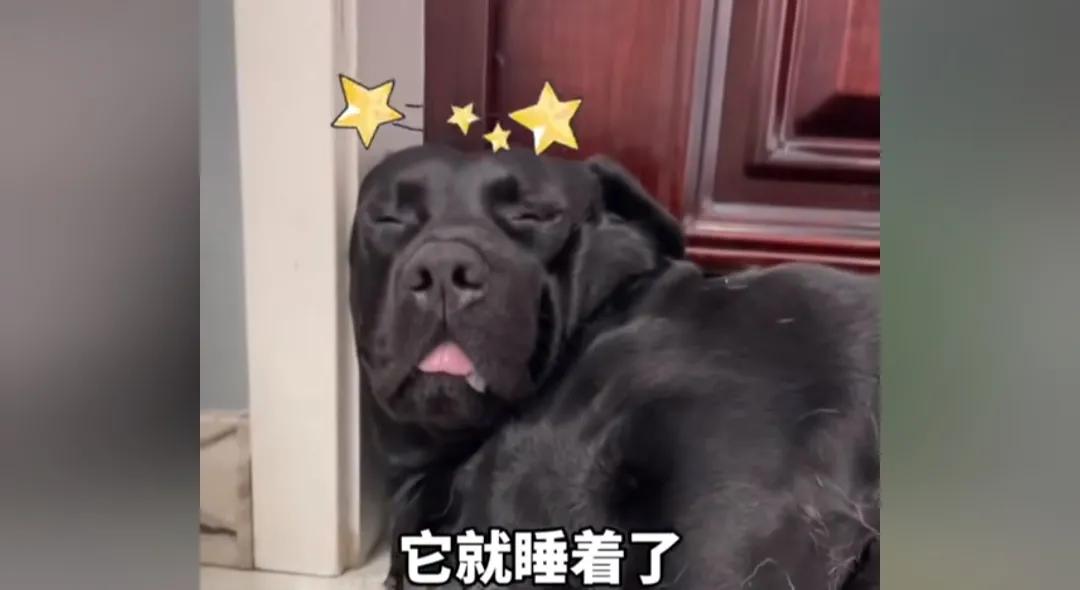 爆笑神评论：按照今年的菜价，这朵花不便宜吧！哈哈哈