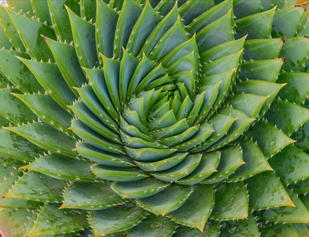 一花一世界、一花一奇妙，每朵花都与众不同，妩媚多姿