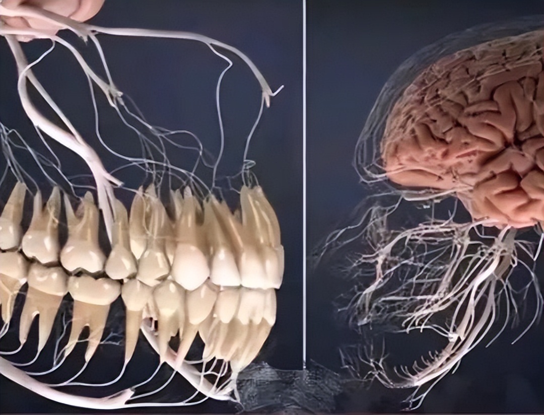 “黄晓明跟赵丽颖不是离婚了吗？”网友看傻：是离了，各离各的…