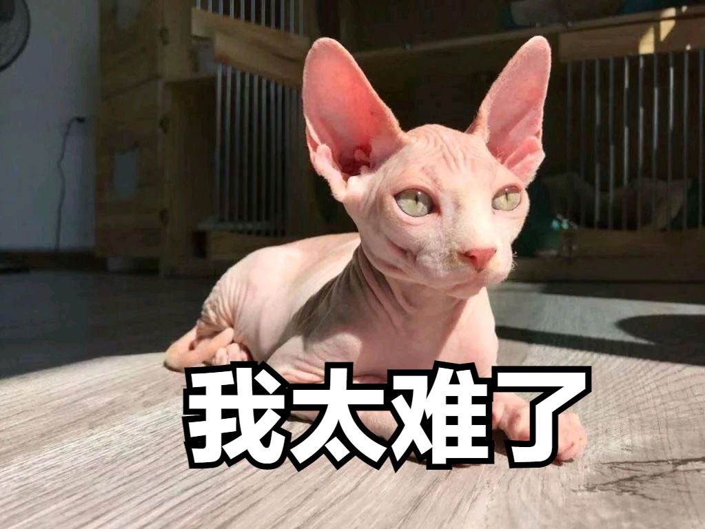 无毛猫多少钱(为什么越来越少人养无毛猫？网友：养过的都怕了)