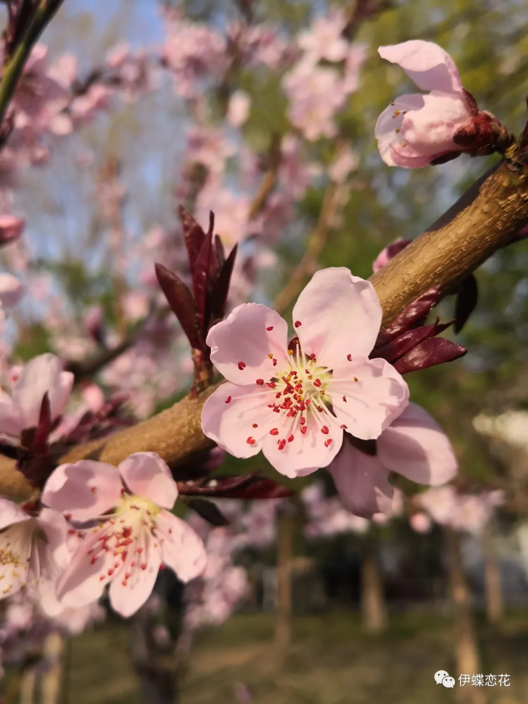 桃花叶像什么图片