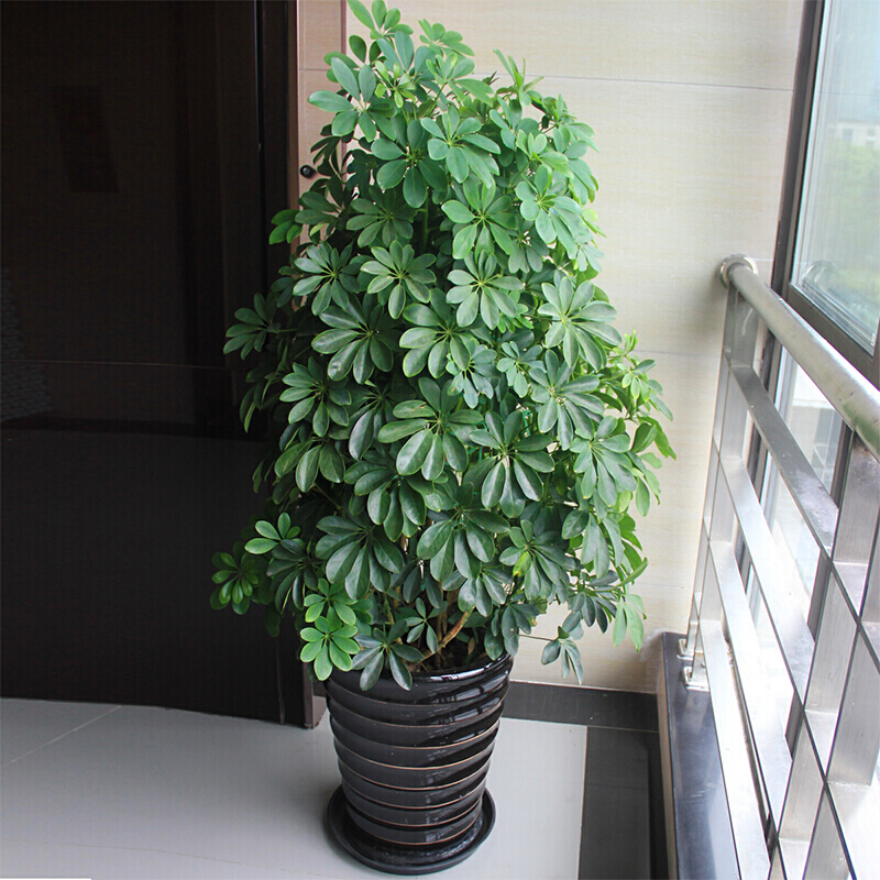 5种“健康花”，客厅一放大气高档，毒气吸光，养人家又旺