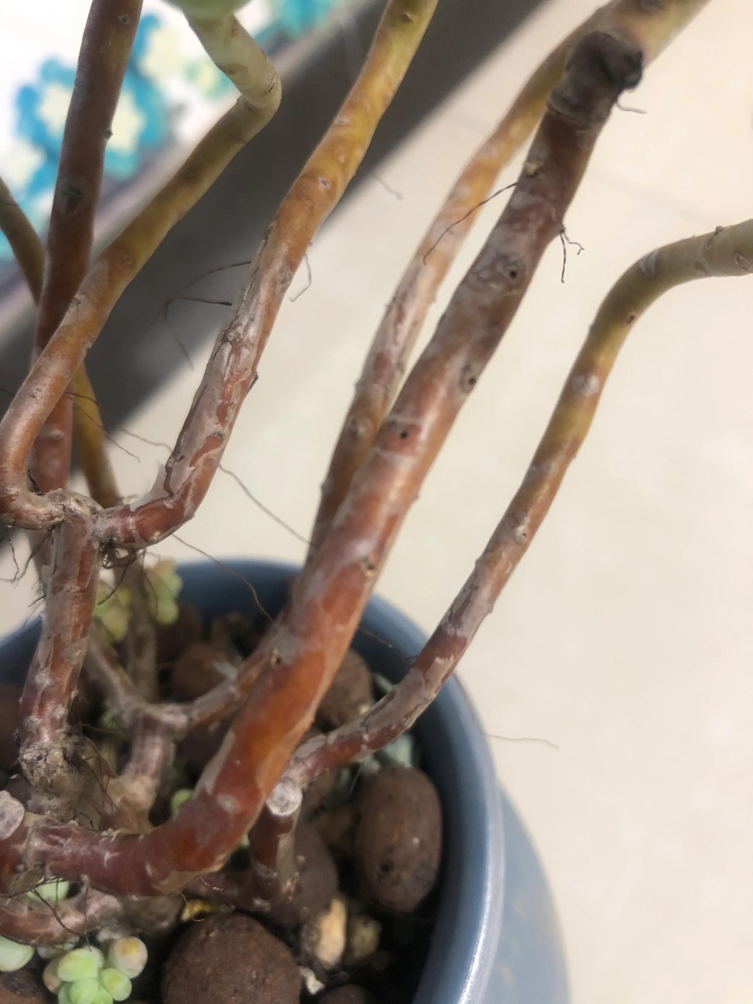 气人 用了多肉爆芽素 发的芽呢 把原有的花芽也给烧死了 肉肉发 安夏美发