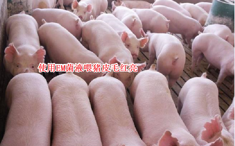 EM菌用途广泛，自己动手制作EM菌液，每公斤原液成本仅几毛钱