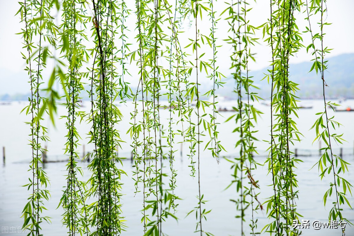 春天的颜色——红白黄紫绿