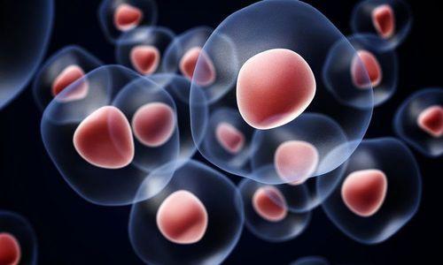 听说癌细胞能被“饿死”，不吃饭有用吗？提示：限制热量并非禁食