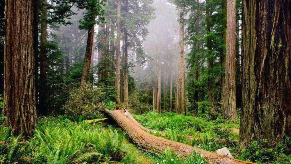 如果遭遇瘟疫，一家五口开着SUV逃进深山，车上带什么能支撑5年？