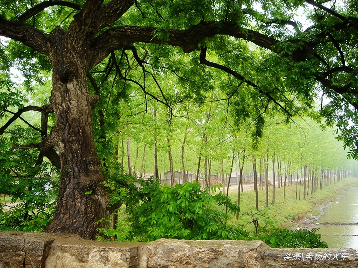 2011年拍摄的“树驮桥”古朴原始，树桥共生，相依为命