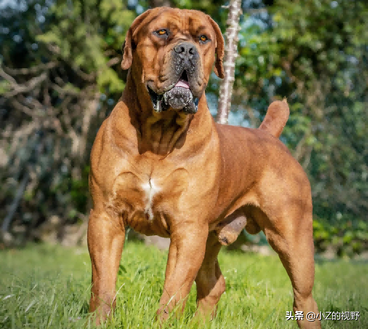这7种猎犬，都来自非洲大陆，有你们认识的吗？