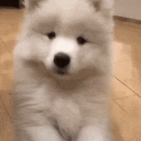 萨摩耶犬多少钱一只?