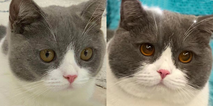 腮帮子里最“有力”的一块肌肉，每个人都该练练