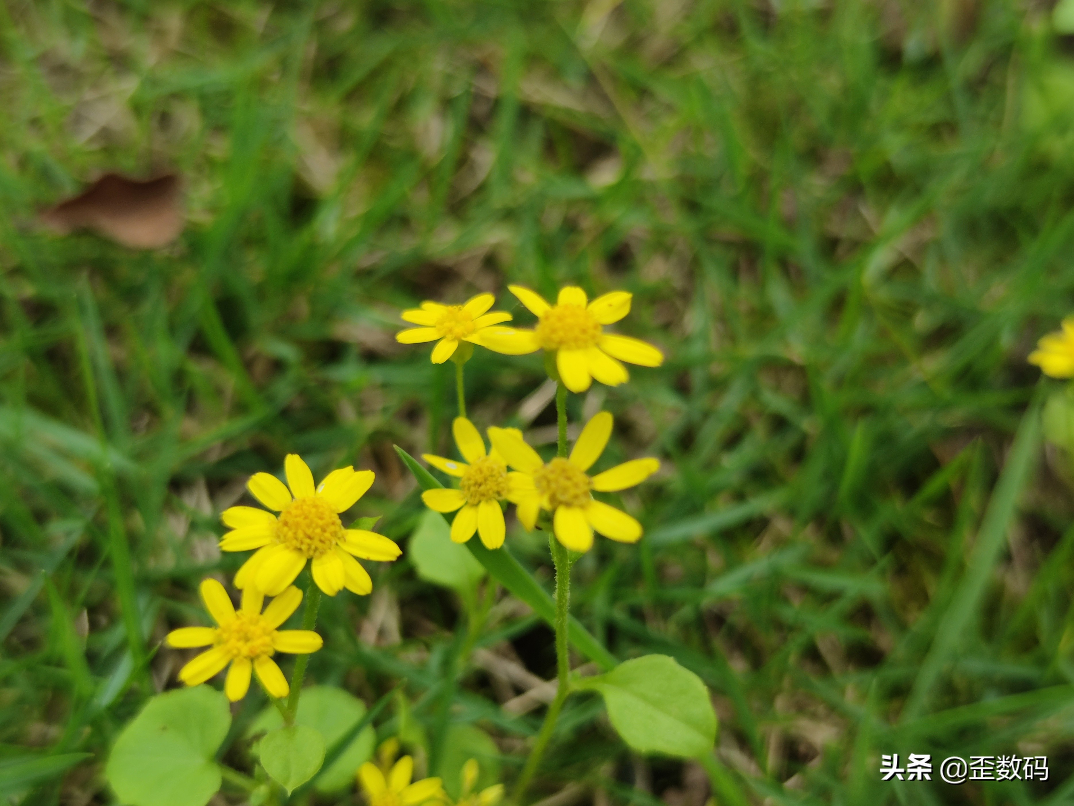 小米10的真正槽点，主摄的表现让人失望，为什么很少有人发现？