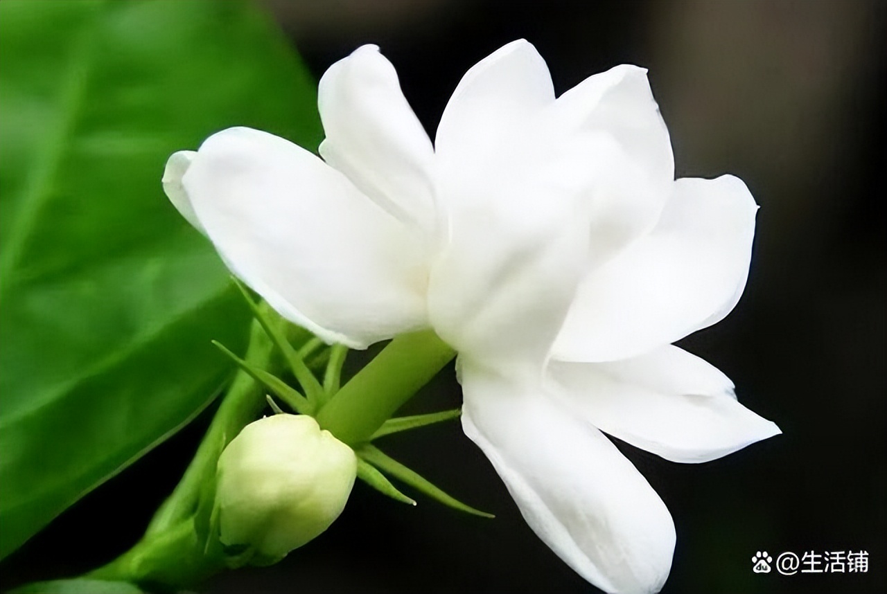 栀子花耐寒最低温度（栀子花的养殖方法和注意事项）