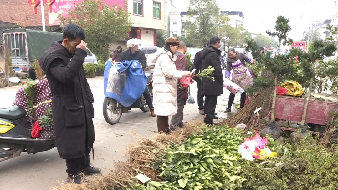 「新春走基层」春节后苗木市场掀起购销热潮