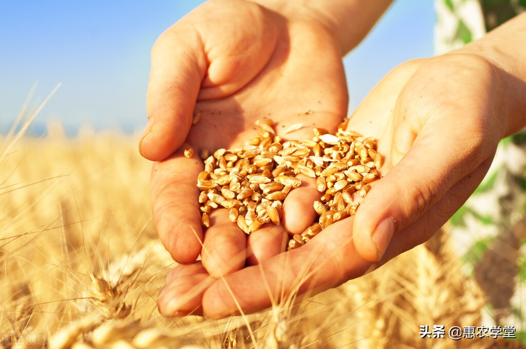 小麦现在多少钱一斤？元旦前后还会涨吗？12月小麦价格行情分析
