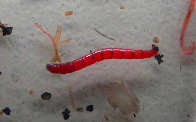 红虫和蚯蚓的区别，截然不同的两种动物，并称“南北两大虫饵”
