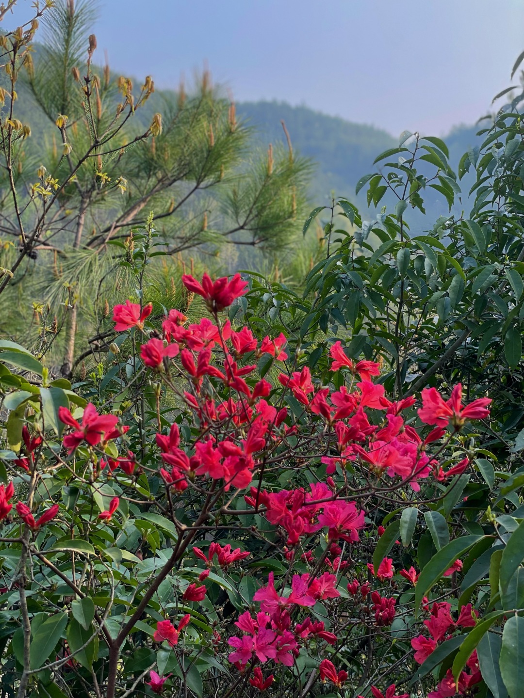 太治愈~武汉自驾2H，到山里去隐居~木屋森林溪水，神仙度假