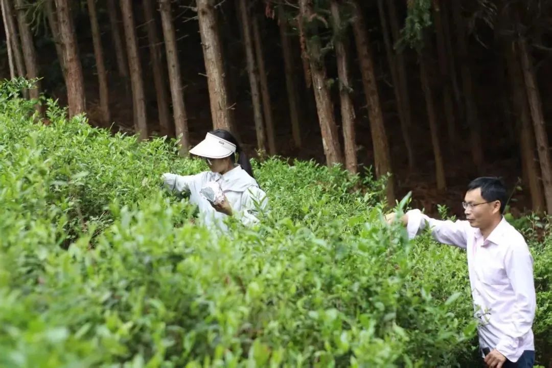 厉害了！这盒松溪绿茶香飘非洲大陆！！不信你看——