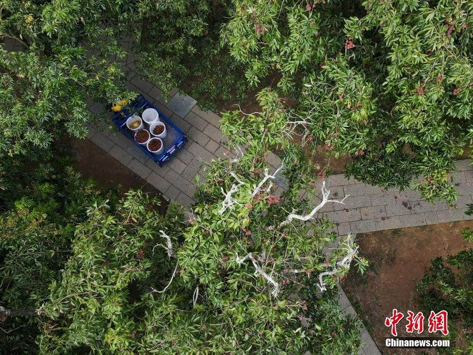 茂名：实“荔”出圈！这份甜蜜承包你的岭南味蕾记忆