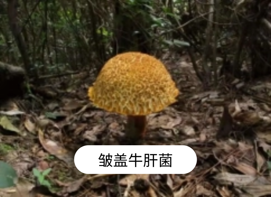 不要摘！不要买！不要吃！