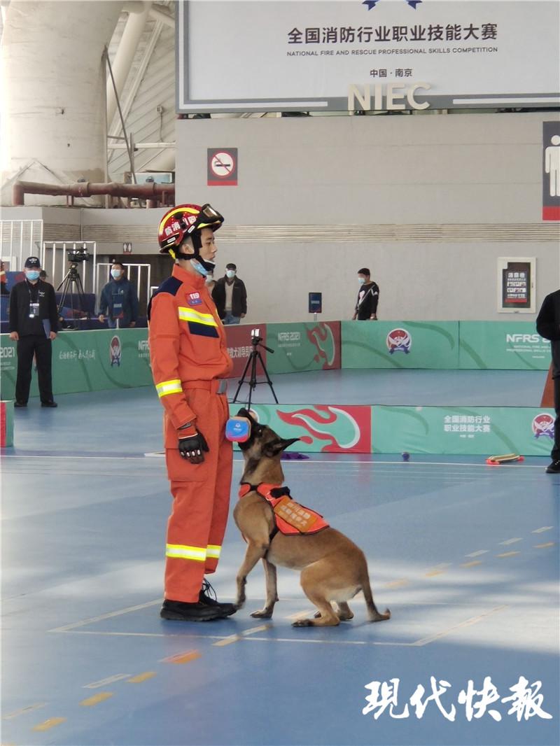 54只搜救犬一决高下，它们不是天生无所畏惧