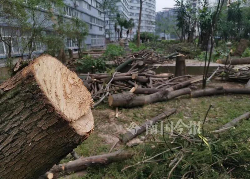 谷埠商城空中花园，20多棵大树倒下！执法人员到现场查看，吓了一跳