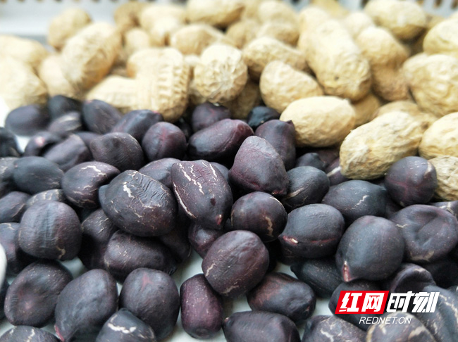 黑花生多少钱一斤(现在黑花生多少钱一斤)