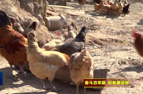 林下散養(yǎng)雞，他靠這個(gè)從倒貼不少錢后“啄”開(kāi)致富門