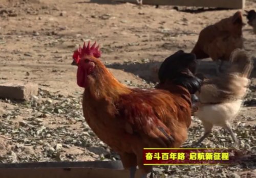 林下散養(yǎng)雞，他靠這個(gè)從倒貼不少錢后“啄”開(kāi)致富門