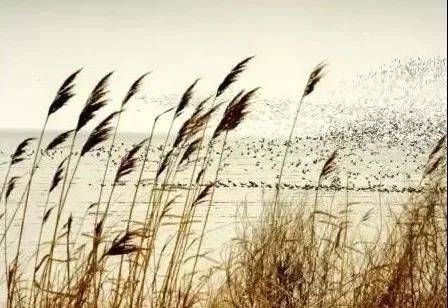 定陶的冬天（散文）