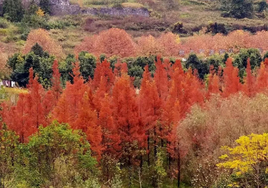 【图说凉都】镜头里的凉都，秋景甚好