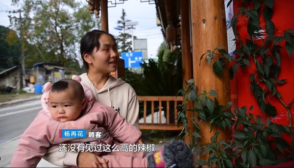 生命真顽强!饭店水泥地面长出近3米高的“辣椒树”
